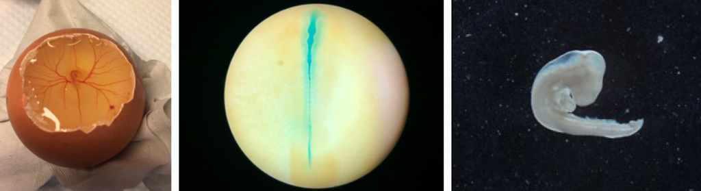 Three photos of chick embryos.