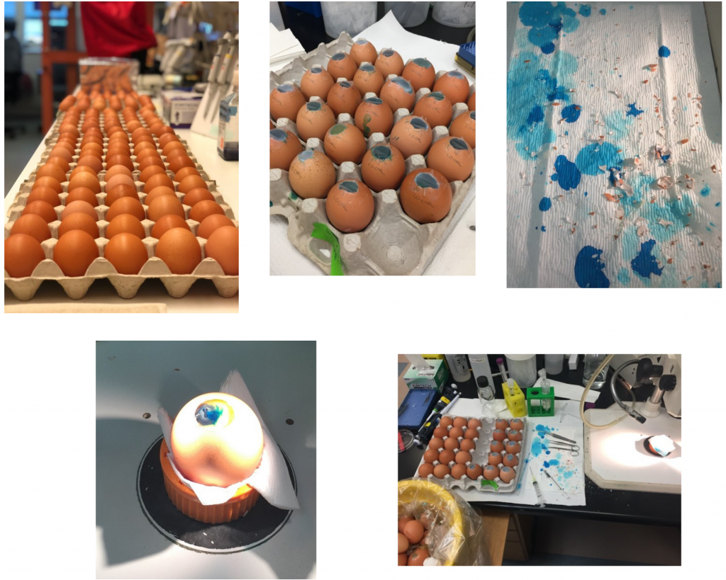 Photo collage of chicken eggs in the lab during chick embryo experiments.